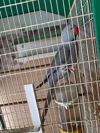 Parrocchetti dal collare leggere descrizione