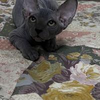 Splendidi cuccioli pura razza canadian sphynx