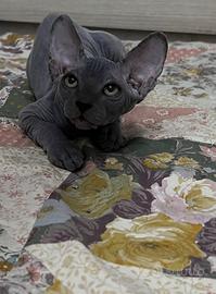 Splendidi cuccioli pura razza canadian sphynx