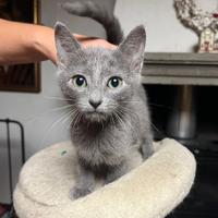 Cucciolo Blu di Russia disponibile a breve