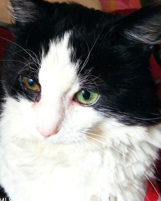 Micio di tre anni da adottare