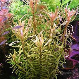 Piante per acquario tropicale alte