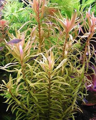 Piante per acquario tropicale alte