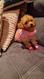 Barboncina champagne