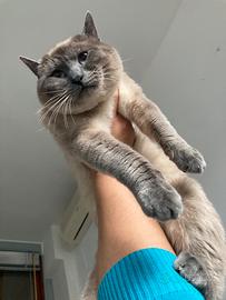 Gatto siamese per accoppiamento