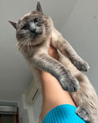 Gatto siamese per accoppiamento