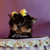 Minuscoli Yorkshire Terrier