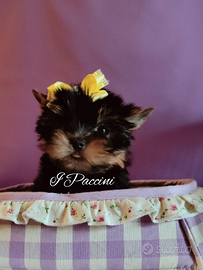 Minuscoli Yorkshire Terrier