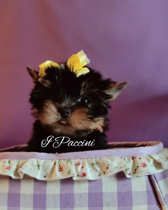 Minuscoli Yorkshire Terrier