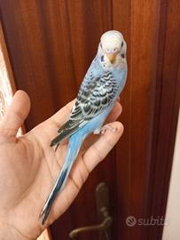 Cocorite allevate a mano