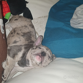 Bulldog francese merle
