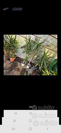 piante yucca
