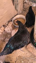 galline ornamentali
