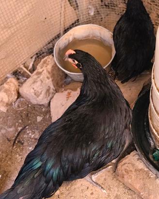 galline ornamentali