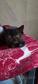 Exotic shorthair