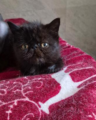 Exotic shorthair