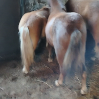 Cavallo mini pony