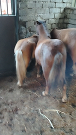 Cavallo mini pony