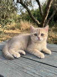 Cucciolo British Shorthair - Blue Golden