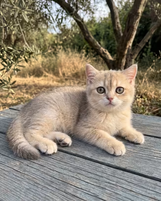Cucciolo British Shorthair - Blue Golden