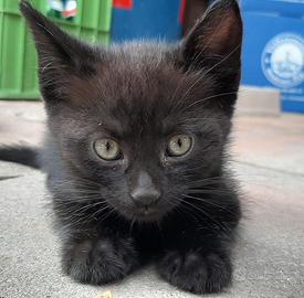 Gattini neri mix persiano
