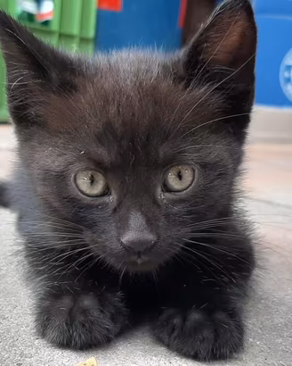 Gattini neri mix persiano