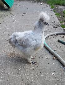 Galline moroseta
