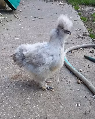 Galline moroseta
