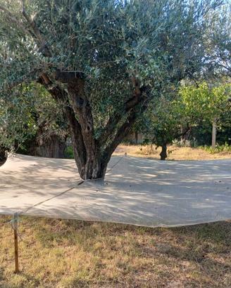 Raccolta olive