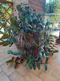 Pianta ornamentale Tradescantia