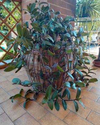 Pianta ornamentale Tradescantia