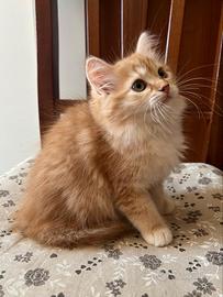 Gatta siberiana Red