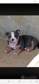 American bully