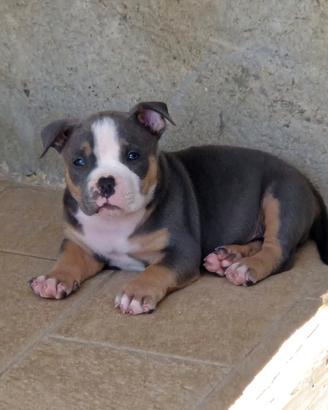 American bully