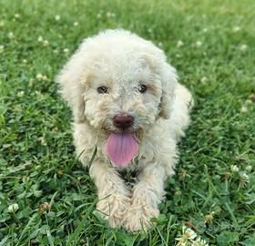 Cucciola Lagotto romagnolo Pedigree ROI