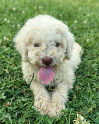 Cucciola Lagotto romagnolo Pedigree ROI