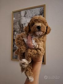Cuccioli di barboncino