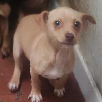 Disponibile cucciolo di chihuahua
