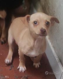 Disponibile cucciolo di chihuahua