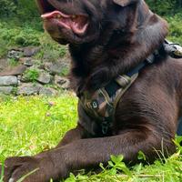 Labrador chocolate per monta