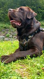 Labrador chocolate per monta