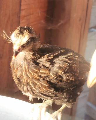 Galline araucana