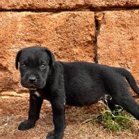 Cane corso