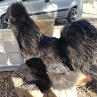 Gallo moroseta nero
