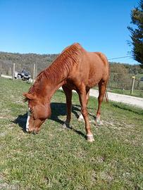 Cavalla americana bravissima