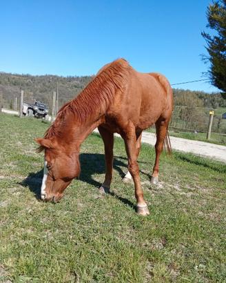 Cavalla americana bravissima