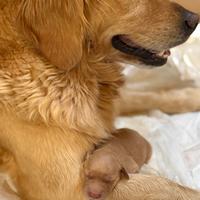 Cuccioli di Golden Retriever con pedigree ENCI