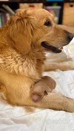 Cuccioli di Golden Retriever con pedigree ENCI
