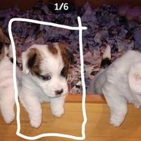 Cuccioli Jack Russel Terrier Broken