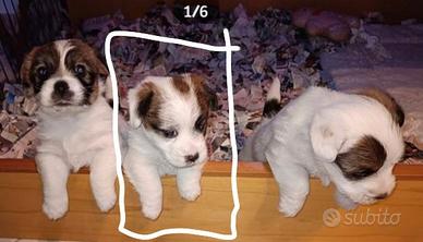 Cuccioli Jack Russel Terrier Broken